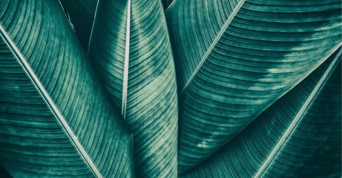 IV Hydration & Injections